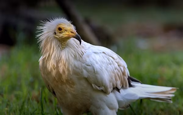 Điều đáng nói là trong chiều cùng ngày, đàn hải âu gần đó hoảng loạn. Các chuyên gia phỏng đoán nhưng chưa dám kết luận nguyên nhân có phải do kền kền Ai Cập gây ra hay không.