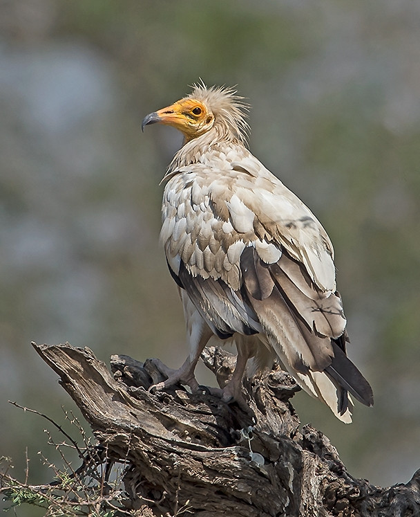 Will Wagstaff cho biết, con kền kền Ai Cập đã ở trên ngọn cây trong 1,5 giờ, sau đó cất cánh và bay lượn trên vùng trời đảo St. Mary.