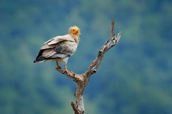 Cứ như thế, trải qua gần 155 năm, kền kền Ai Cập mới lại được bắt gặp tại Anh.