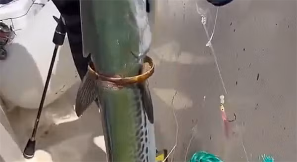 Câu cá còn có thể mang lại những điều bất ngờ không ngờ tới. Mới đây, một ngư dân ở Thanh Đảo, tỉnh Sơn Đông, Trung Quốc, bắt được một con cá thu ngừ hay cá bụng trắng khi đang đi câu cá trên biển.