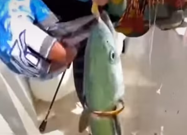 Ngư dân cũng quay chụp lại tình huống hiếm thấy này và cho biết, khi bị bắt, con cá không giãy giụa chút nào.