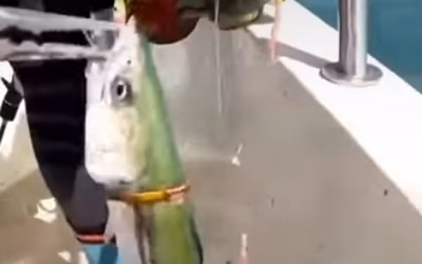 Người này cũng cho biết, anh đi câu cá đã gần 6 năm nhưng đây là lần đầu tiên gặp phải tình huống như vậy.