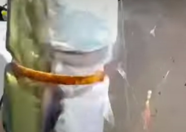 Nào ngờ, khi thu cần, ngư dân bỗng nhiên phát hiện thân mình con cá có vật gì đó lấp lánh.