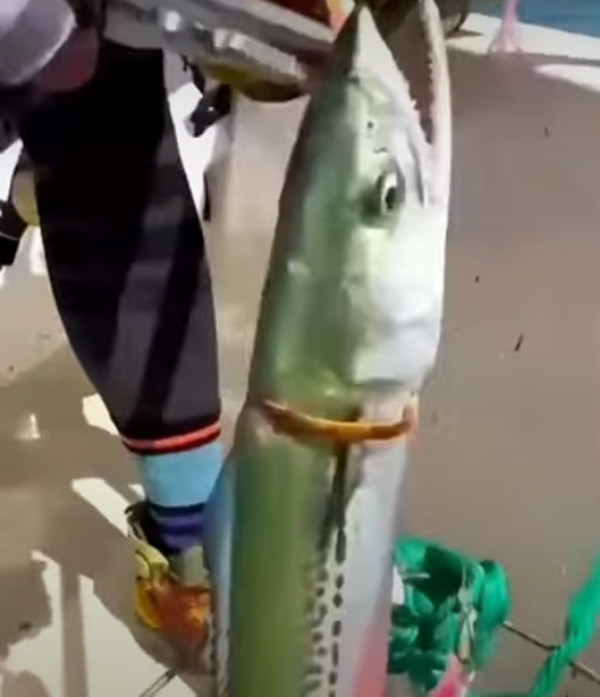 Cư dân mạng sau khi chứng kiến cảnh này đã không khỏi choáng váng và nói: "Tôi không bao giờ ngờ rằng chuyện như thế này lại có thể xảy ra. Tôi đoán có ai đó đang chơi ở bãi biển thì chiếc vòng tay vô tình rơi xuống nước, con cá tình cờ lọt vào nên mới có chuyện này xảy ra".