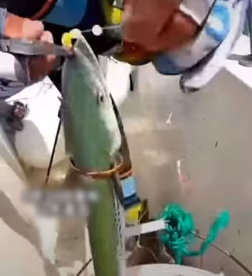 Cuối cùng, ngư dân tháo chiếc vòng vàng ra và thả con cá trở lại đại dương.