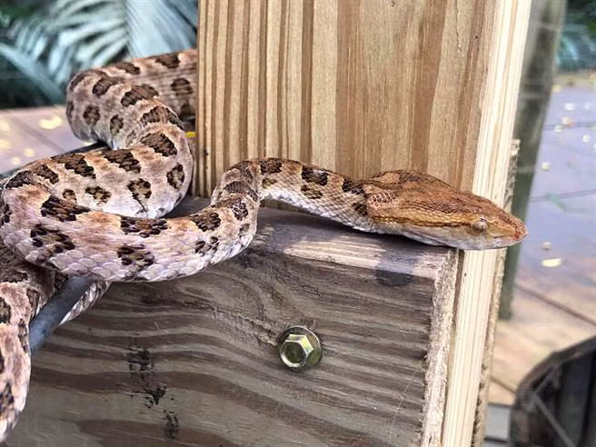 Theo các chuyên gia, nếu bạn nhìn thấy rắn ngoài tự nhiên, hãy im lặng rời đi. Đừng dùng tay không đánh hoặc bắt rắn để tránh nguy hiểm. Nếu không may bị rắn cắn, hãy giữ bình tĩnh, ghi nhớ đặc điểm của loài rắn và giữ chặt vết thương. Không dùng miệng hút hoặc cắt vết thương, tìm cách điều trị y tế càng sớm càng tốt.