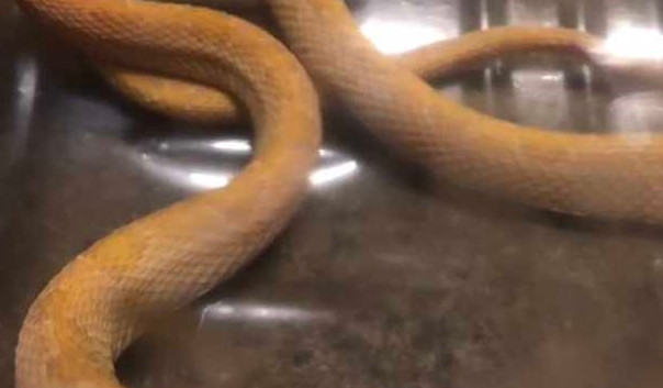 Có thể thấy trong ảnh, thân con rắn có màu trắng nhưng nếu phóng to bạn sẽ thấy nó có hoa văn màu nâu vàng và đầu hình tam giác nhọn, bề ngoài của nó giống với rắn Quy Xác Hoa, một trong sáu loài rắn độc nhất Đài Loan.