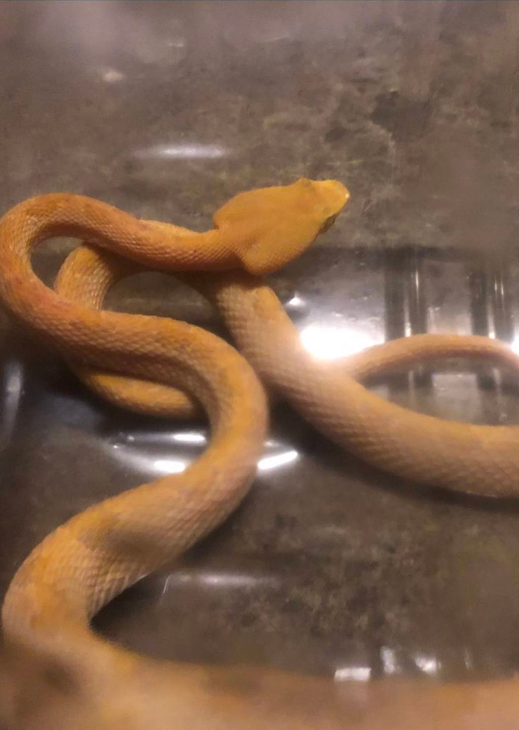 Theo anh Trần, ở Miêu Lật, Đài Loan, vài ngày trước, đúng ngày có siêu trăng xanh (blue moon), anh vừa bước ra ngoài nhà để vươn vai hít thở thì phát hiện một con bạch xà (rắn trắng) đang nhìn mình chằm chằm.