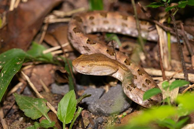 Loài rắn này sống về đêm, hay xuất hiện trên sườn núi và đất nông nghiệp, thường ở những ngôi nhà bỏ hoang. Nó săn ếch, thằn lằn, chim, chuột hoặc dơi.