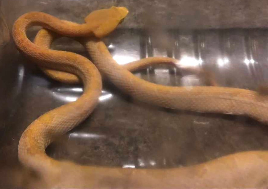 Khí hậu ở Đài Loan (Trung Quốc) ẩm ướt, ấm áp rất thích hợp cho rắn sinh sản và phát triển. Rắn thường xuất hiện vào mỗi mùa hè, thu. Cách đây không lâu, người ta phát hiện một con "Rắn xanh Tiffany", không ngờ mới đây cũng có người tìm thấy bạch xà kỳ lạ, gây xôn xao dư luận.