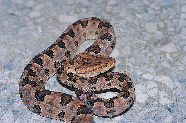 Nhiều cư dân mạng sau khi xem xong đã phản hồi rằng: "Đánh giá về hoa văn, hình dạng đầu và vảy thì đây chính xác là rắn Quy Xác Hoa, chắc là bạch tạng rồi", "Ngày trăng xanh phát hiện bạch xà, thực sự là trùng hợp hay sao", "Bạch xà vốn được gọi là rắn tiên mà, chàng trai này lại dám bắt lại".