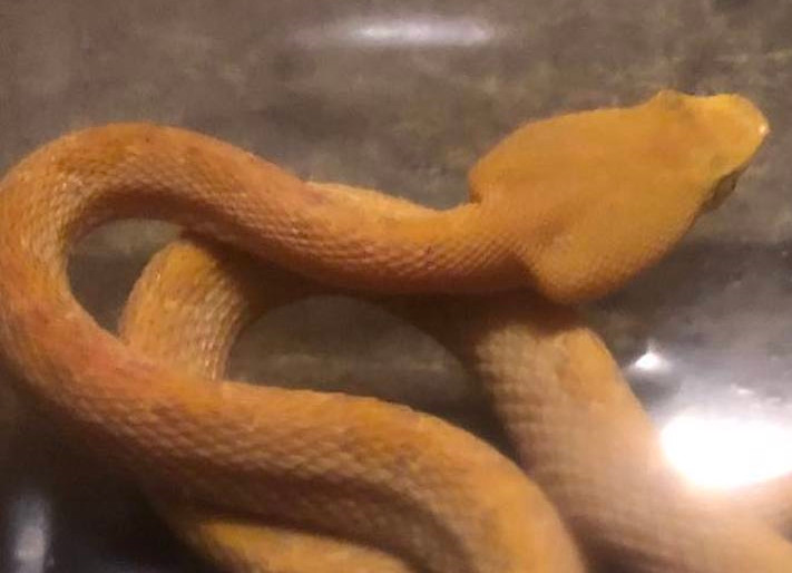 Con vật trông rất đặc biệt nên người đàn ông to gan đã dùng một công cụ để bắt nó và quan sát. Không rõ đó có phải là rắn bạch tạng hay không vì người đàn ông đã vội vã thả con rắn ngay sau khi chụp được vài bức ảnh. Theo anh, trông con rắn có khí chất "thần thánh".