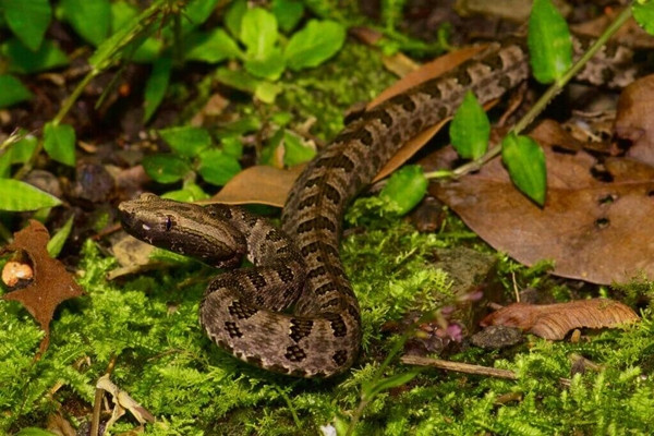 Theo tìm hiểu, rắn Quy Xác Hoa có tên khoa học là Protobothrops mucrosquamatus là một loài rắn độc đặc hữu của châu Á, còn được gọi là rắn lục hố đốm nâu, rắn lục vảy nhọn.