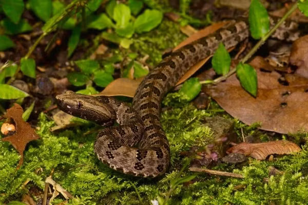 Theo tìm hiểu, rắn Quy Xác Hoa có tên khoa học là Protobothrops mucrosquamatus là một loài rắn độc đặc hữu của châu Á, còn được gọi là rắn lục hố đốm nâu, rắn lục vảy nhọn.