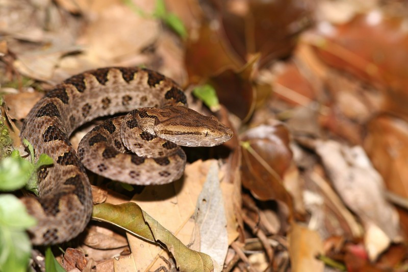 Đây là loài rắn độc rất hung dữ với khả năng tấn công trong bóng tối cực nhanh, vết cắn để lại dấu vết rõ ràng trên nạn nhân. Nọc độc chứa chất độc gây xuất huyết, vết thương thường sưng tấy kèm theo vết bầm tím, rất nguy hiểm nếu không được cứu chữa kịp thời.