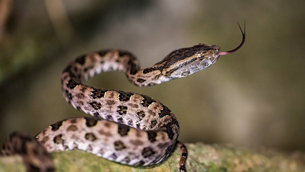 Lưỡi có màu xám đen đến đen, cuống lưỡi nhạt hơn đầu lưới, răng nanh lớn (lớn nhất trong số các loài rắn độc ở Đài Loan).