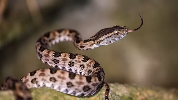 Lưỡi có màu xám đen đến đen, cuống lưỡi nhạt hơn đầu lưới, răng nanh lớn (lớn nhất trong số các loài rắn độc ở Đài Loan).