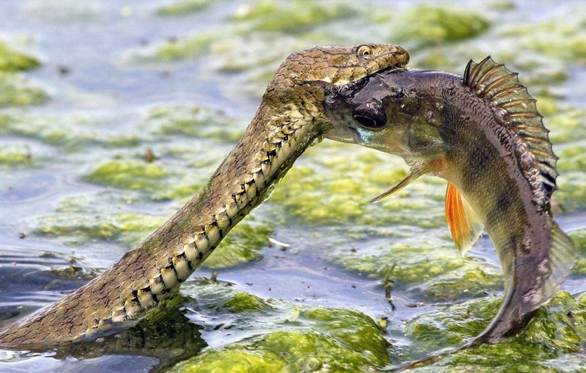 Song, chuyện không đơn giản khi vây lưng của con cá lại đâm vào thực quản của con rắn.