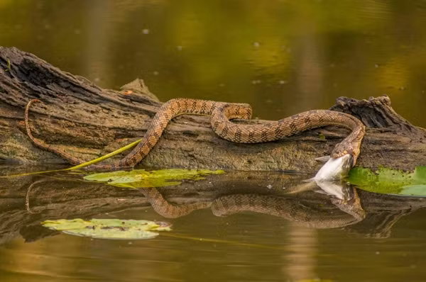 Nhà bò sát học Nicolas Fuento cũng cho biết thêm, con cá khiến cho rắn gặp "kiếp nạn" có tên khoa học là Gymnocephalus Cernua. Đây là một loài cá nước ngọt nhỏ có nguồn gốc từ châu Âu và một phần châu Á, nhưng nó cũng đã được du nhập vào Bắc Mỹ và các nơi khác ở châu Âu, trong đó có Pháp, vây lưng của chúng cứng và có nhiều gai có thể khiến một số loài săn mồi khó nuốt, phải chừa mặt chúng ra.