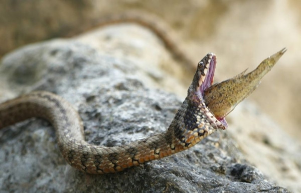 Thế nhưng, càng quan sát, Nicolas Fuento càng thấy bất thường, nó không giống như đang cố nuốt mà có hành vi co thắt, rõ ràng là muốn nhổ con cá nhỏ mắc kẹt trong cổ họng ra ngoài.