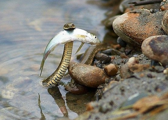 Thông thường, những con rắn nước sẽ săn cá, nhưng là loài cá da trơn, cá có vây bằng, ít gai góc.