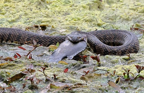 Để cứu giúp con rắn này, Nicolas Fuento phải đẩy nhẹ con cá vào trong sau đó lựa để kéo ra, giống như gỡ móc câu.