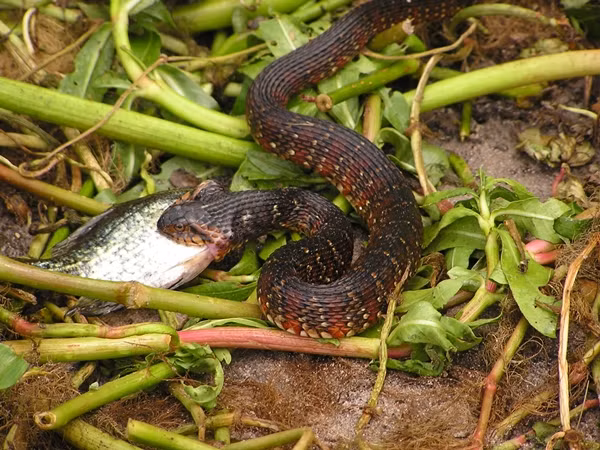 Sau khi được cứu giúp, con rắn chần chừ một lúc chưa bò đi ngay như muốn cảm ơn, sau đó nó bỏ đi, trườn khỏi tảng đá. Có lẽ, sau lần ăn uống bất cẩn này, con rắn sẽ được bài học nhớ đời, không cố gắng nuốt những con mồi gai góc nữa.