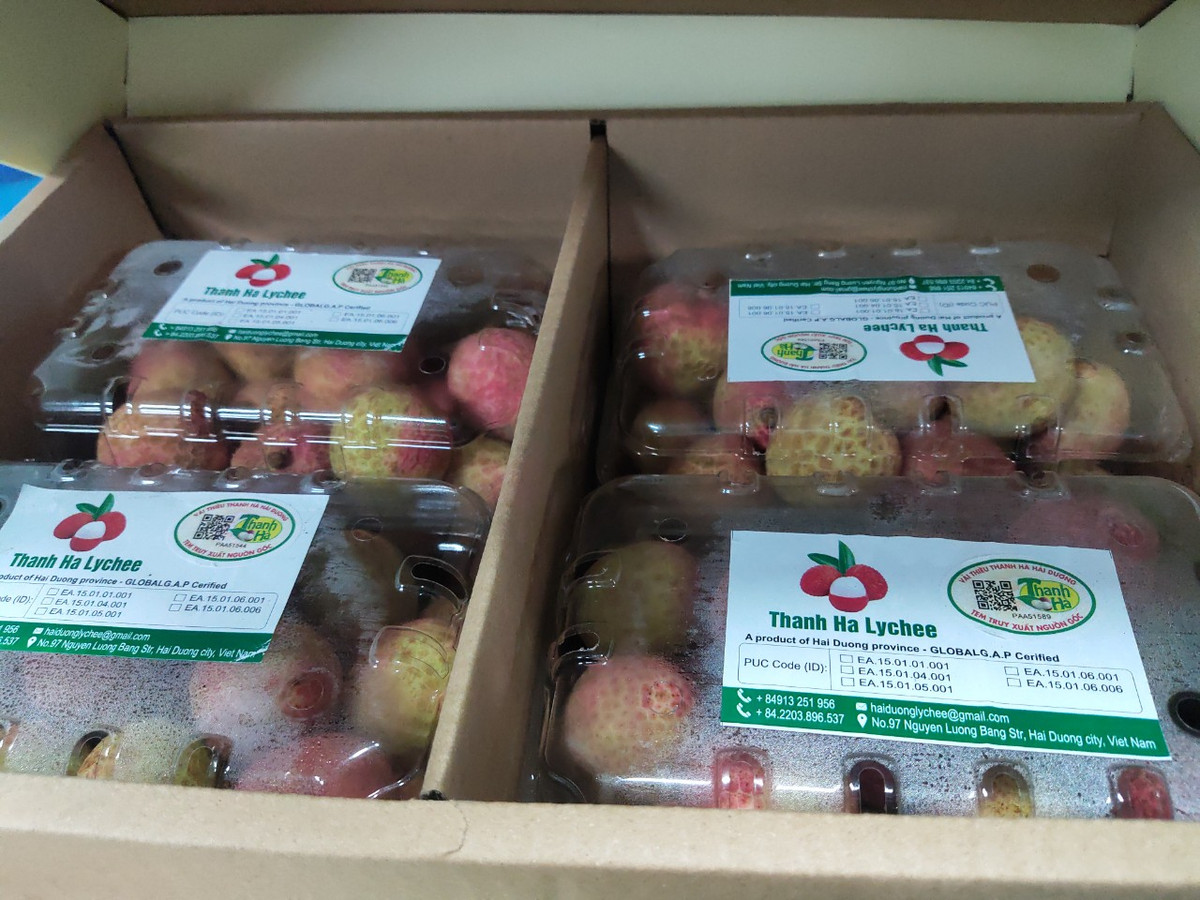 Hiện nay, Hải Dương đang tiếp tục phối hợp với các sàn để đẩy mạnh việc tiêu thụ sản phẩm vải trên sàn TMĐT. Ngoài vải thiều, nhiều sản phẩm tiêu biểu khác sẽ được đưa lên sàn thương mại điện tử nhằm đẩy mạnh tiêu thụ đạt hiệu quả cao.