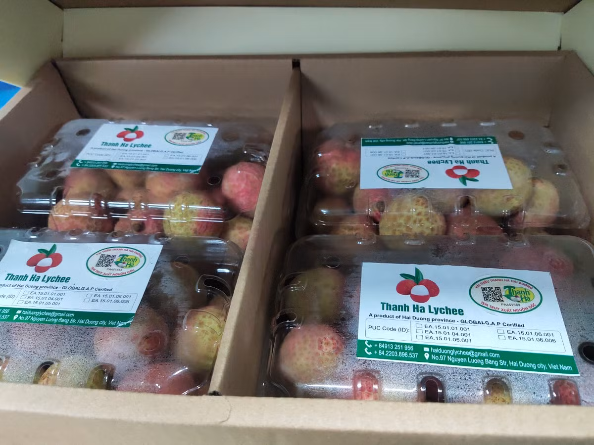 Hiện nay, Hải Dương đang tiếp tục phối hợp với các sàn để đẩy mạnh việc tiêu thụ sản phẩm vải trên sàn TMĐT. Ngoài vải thiều, nhiều sản phẩm tiêu biểu khác sẽ được đưa lên sàn thương mại điện tử nhằm đẩy mạnh tiêu thụ đạt hiệu quả cao.