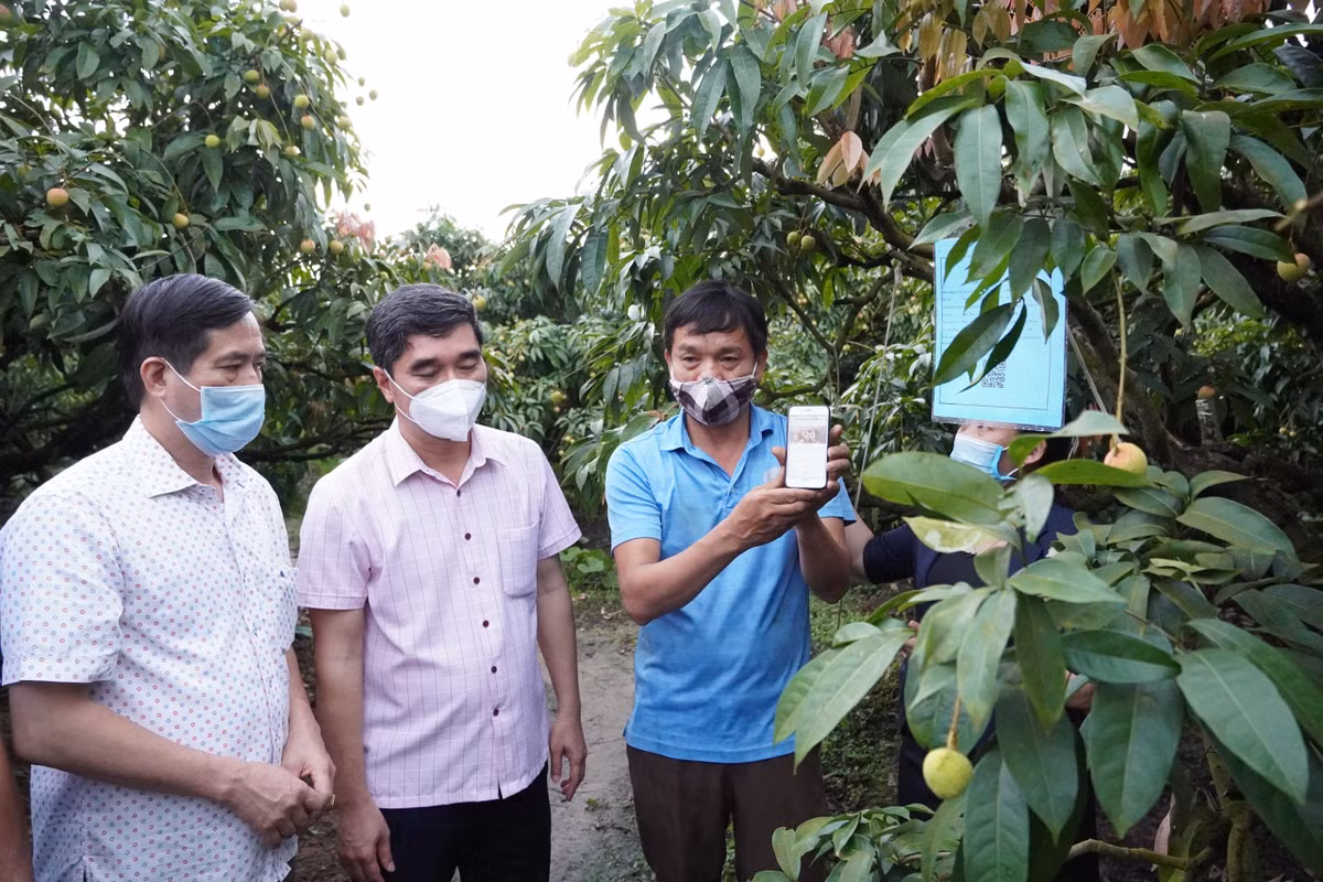 Ông Phạm Văn Giang, tổ trưởng tổ trồng VietGap xã Thanh Sơn cho biết, sản phẩm được đưa lên sàn phải là những sản phẩm thật sự tin tưởng, đáng tin cậy. “Sản phẩm có tem truy xuất nguồn gốc cùng các thông số về dư lượng, nguồn gốc của thuốc bảo vệ thực vật, quá trình chăm sóc hữu cơ đều thể hiện trên tem, có như vậy khi đưa sản phẩm lên sàn mới thực sự hiệu quả". >>> Mời độc giả xem thêm video Vì sao vải thiều Việt Nam bán chạy nhất. Nguồn: VTC16