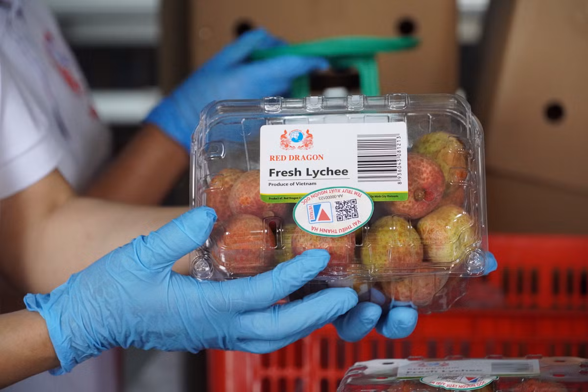 Năm nay, sản lượng vải của Hải Dương dự kiến đạt 55.000 tấn; trong đó riêng sản lượng vải của huyện Thanh Hà ước đạt khoảng 40.000 tấn. Khoảng hơn 1/2 sản lượng này sẽ được xuất khẩu, phần còn lại tiêu thụ trong nước qua kênh phân phối và bán lẻ. Tuy nhiên, do tình hình dịch bệnh diễn biến phức tạp, UBND tỉnh Hải Dương đã sớm xây dựng kế hoạch đưa quả vải lên các sàn TMĐT như Voso.vn, Sendo.vn và Lazada.vn… 