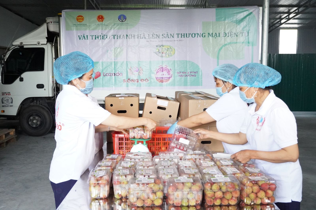 Trong khuôn khổ Chương trình cấp Quốc gia về xúc tiến thương mại, Cục Xúc tiến thương mại (Bộ Công Thương) đã phối hợp chặt chẽ Sở NN&amp;PTNT, Sở Công Thương tỉnh Hải Dương để hỗ trợ đưa các sản phẩm nông sản của tỉnh, trong đó có quả vải lên sàn Thương mại điện tử.