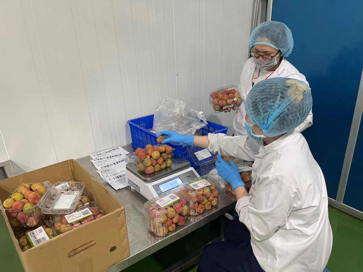  Đồng thời, sẽ có các hoạt động trao đổi hợp tác giữa các siêu thị, sàn thương mại điện tử Voso (Viettel Post) và Postmart (Vietnam Post) với các nhà cung ứng vải Hải Dương, giữa các doanh nghiệp thu mua xuất khẩu với các cơ sở sản xuất, chế biến nông sản Hải Dương.