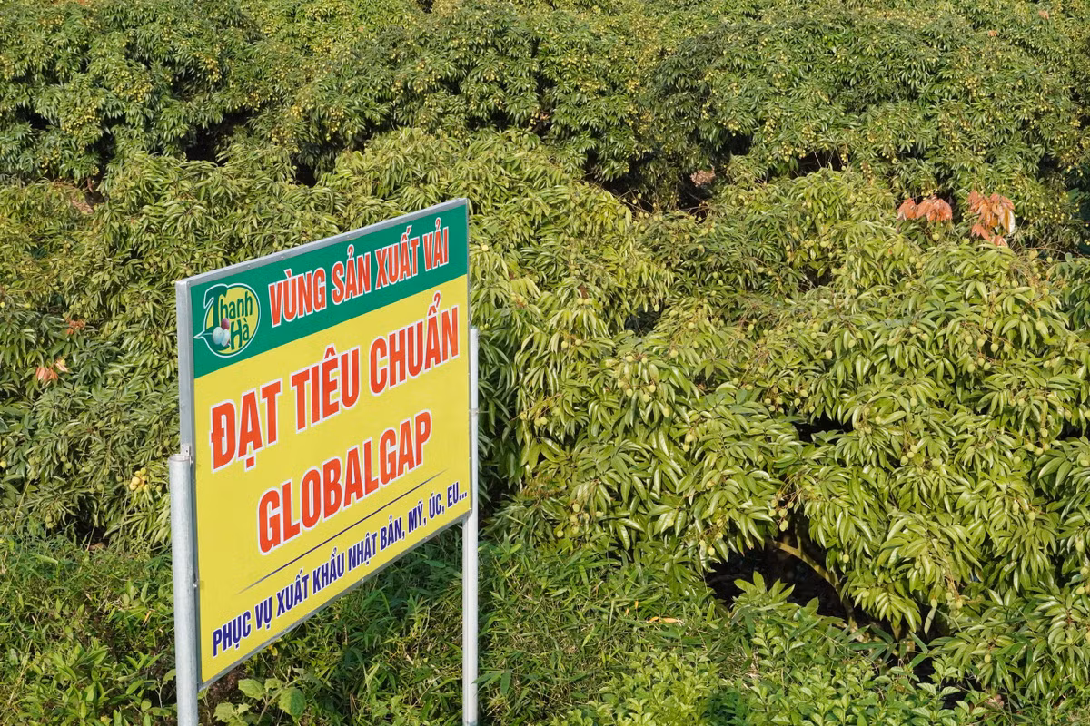 Vai thieu Thanh Ha len san Lazada, Voso, Sendo... giao toi tay khach chi trong 4 gio-Hinh-2