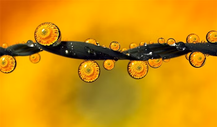 Nữ nhiếp ảnh gia Magda Wasiczek nổi tiếng, đến từ Trzebinia, Ba Lan. Cô đam mê nhiếp ảnh, chủ yếu là phong cảnh thiên nhiên. Điểm nhấn trong những tác phẩm của cô là chụp ảnh macro và đã cho ra nhiều tác phẩm nhiếp ảnh mang phong cách và màu sắc thơ mộng, chẳng khác nào một xứ sở cổ tích thơ mộng, huyền ảo.