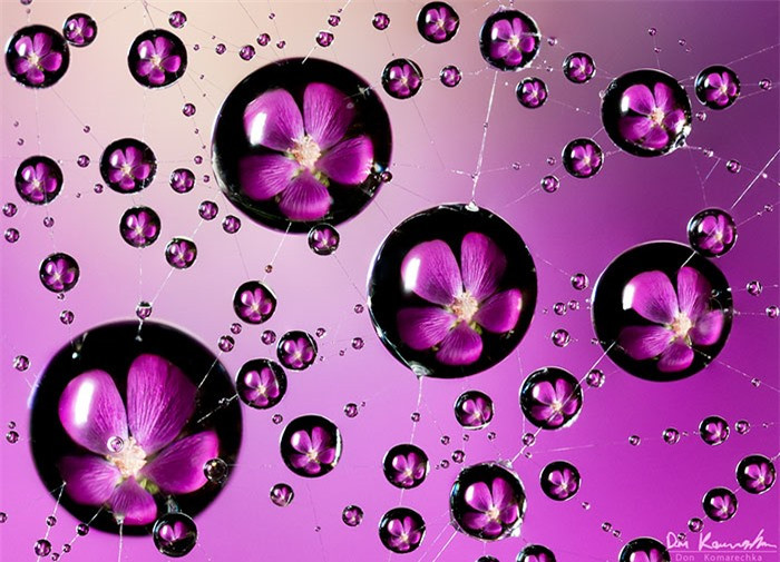 Wasiczek chia sẻ: “Ước mơ của tôi là được trình diễn một thế giới thực vật, côn trùng rực rỡ nhất và khiến mọi người phải ấn tượng. Ngay cả những người cực kỳ căm ghét côn trùng cũng phải trầm trồ, thích thú".