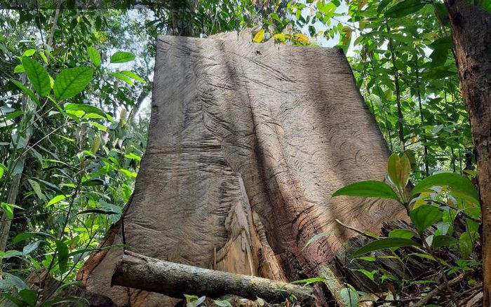  Hai 2 cán bộ kiểm lâm Vườn quốc gia Hoàng Liên bị tạm đình chỉ: Ngày 9/5, Giám đốc Vườn quốc gia Hoàng Liên (Lào Cai) vừa ký quyết định tạm đình chỉ công tác đối với ông Lê Xuân Thắng, Phó hạt trưởng Hạt kiểm lâm Hoàng Liên, cùng ông Nguyễn Phúc Thành, Trưởng trạm Kiểm lâm xã Tả Van. Hai cán bộ này bị đình chỉ để phục vụ công tác điều tra, xác minh, xử lý vi phạm về khai thác rừng. 