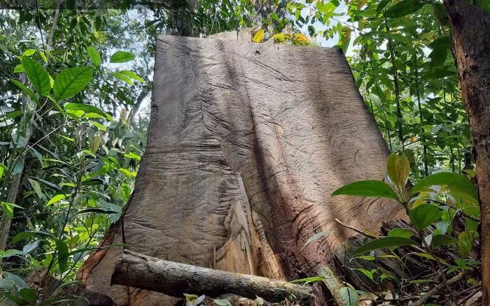  Hai 2 cán bộ kiểm lâm Vườn quốc gia Hoàng Liên bị tạm đình chỉ: Ngày 9/5, Giám đốc Vườn quốc gia Hoàng Liên (Lào Cai) vừa ký quyết định tạm đình chỉ công tác đối với ông Lê Xuân Thắng, Phó hạt trưởng Hạt kiểm lâm Hoàng Liên, cùng ông Nguyễn Phúc Thành, Trưởng trạm Kiểm lâm xã Tả Van. Hai cán bộ này bị đình chỉ để phục vụ công tác điều tra, xác minh, xử lý vi phạm về khai thác rừng. 