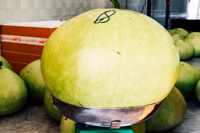 Qua bau la o Nha Trang, phoi kho ban 1 trieu dong/kg