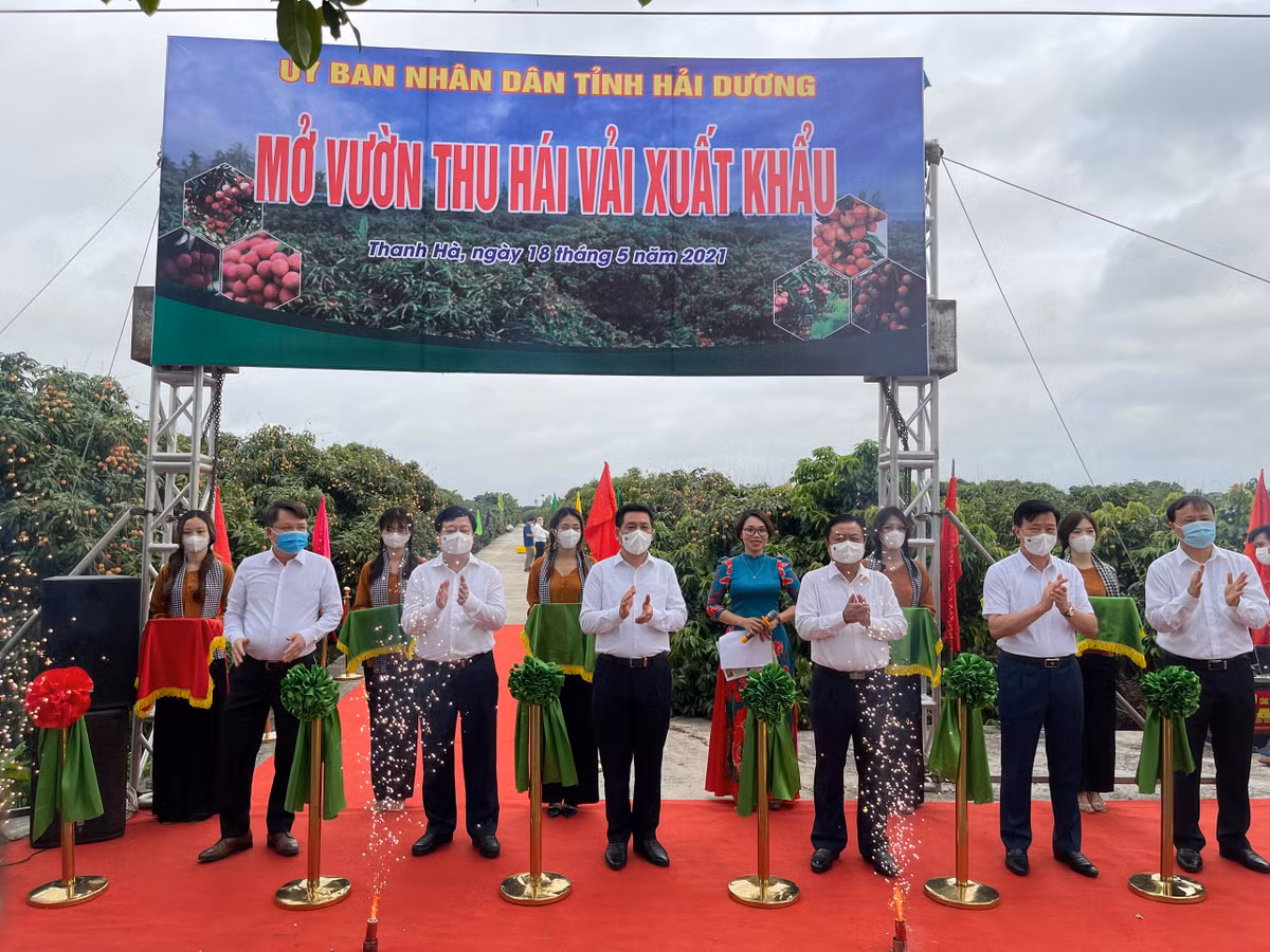 Hai Duong dua nong san, vai thieu vuot “bao COVID-19”… len san, xuat khau-Hinh-8