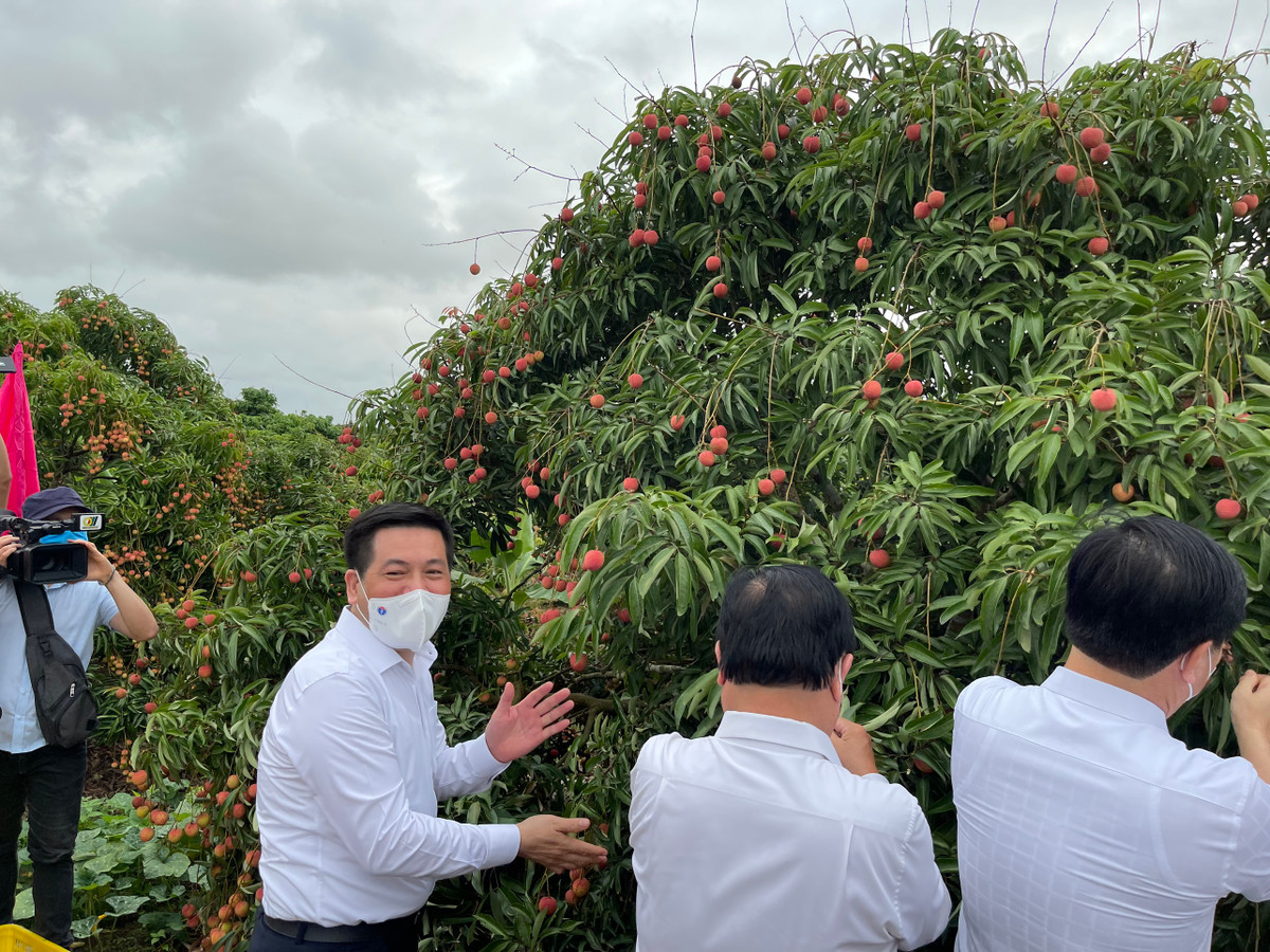 Hai Duong dua nong san, vai thieu vuot “bao COVID-19”… len san, xuat khau-Hinh-5