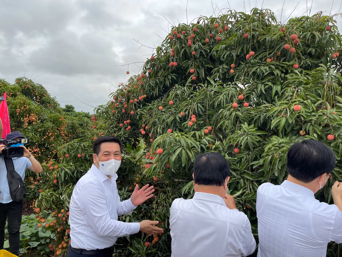 Hai Duong dua nong san, vai thieu vuot “bao COVID-19”… len san, xuat khau-Hinh-5
