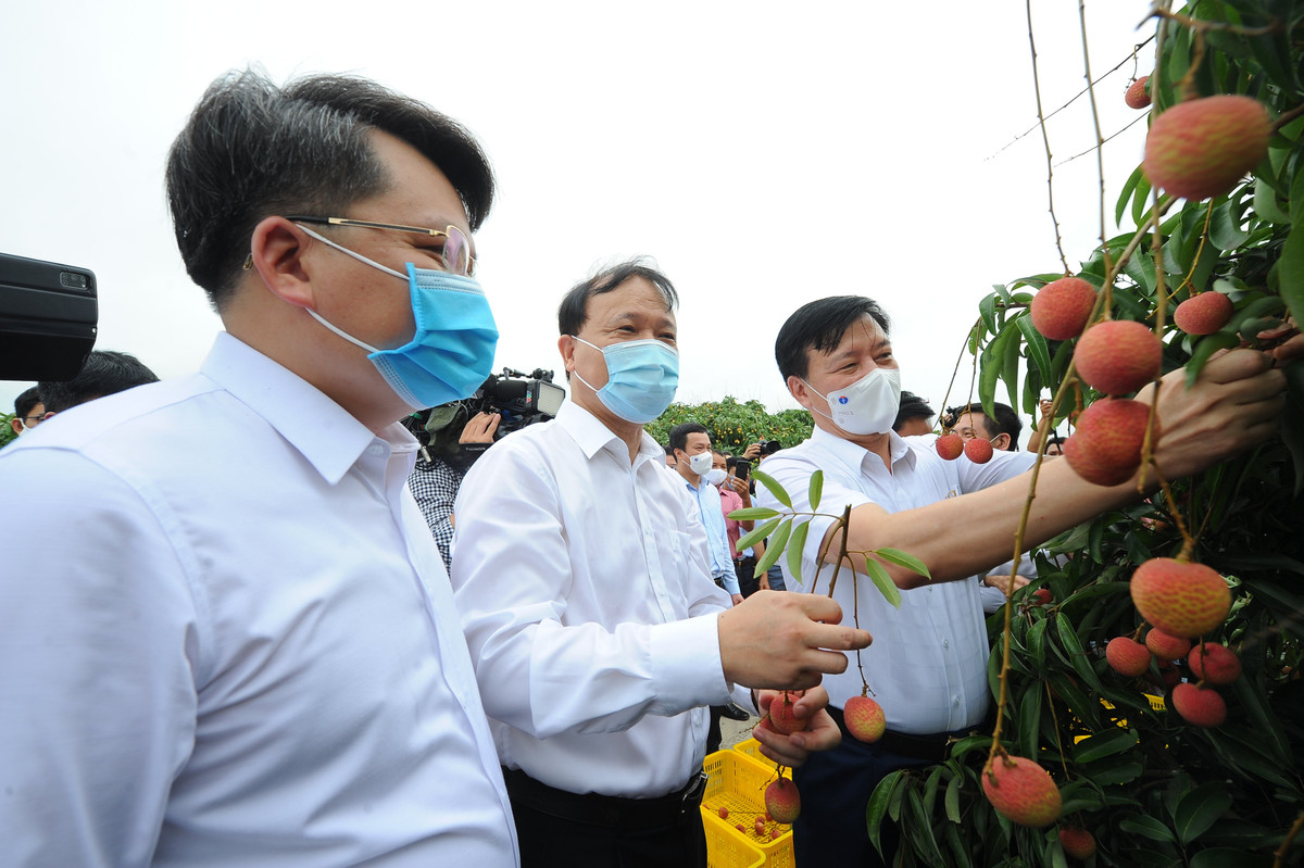 Hai Duong dua nong san, vai thieu vuot “bao COVID-19”… len san, xuat khau-Hinh-4