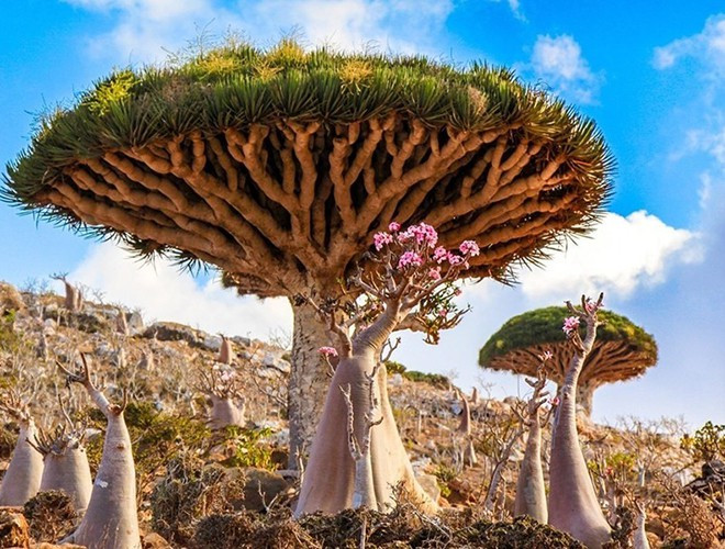 Quần đảo Socotra nằm ở phía tây bắc Ấn Độ Dương, gần vịnh Aden, bao gồm 4 hòn đảo chính và 2 đảo đá được ví như "đảo người ngoài hành tinh" vì hệ sinh thái kì lạ không nơi nào trên thế giới có được
