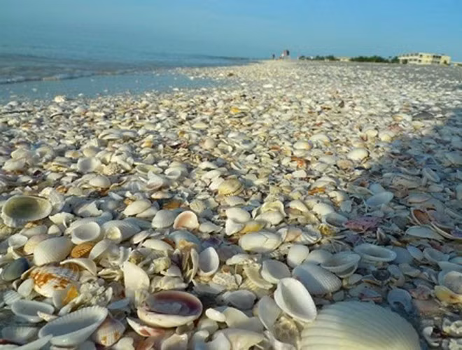 Được biết, những vỏ sò rỗng được tích lũy qua nhiều năm nhờ vào hoạt động đánh bắt các động vật nhuyễn thể như sò, trai của người dân để ăn. Rồi họ đã dùng những chiếc vỏ rỗng để xây dựng nên hòn đảo vỏ sò như ngày nay