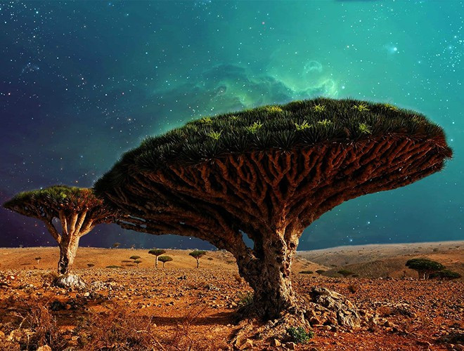 Vào tháng 7-2008, UNESCO đã công nhận quần đảo Socotra là Di sản thiên nhiên thế giới vì vẻ đẹp nguyên sơ, độc đáo như những thước phim khoa học viễn tưởng