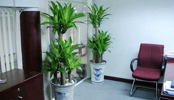 6 loai cay vua hut kiet buc xa lai dai phu quy, dat dau tien chay ao ve do