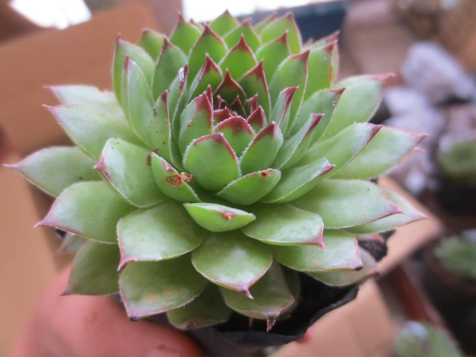 Cây sen đá không chỉ làm không gian sống thêm tươi mát, mà còn mang lại cho gia chủ niềm tin vào tài lộc, cát tường. Loài cây cũng biểu tượng cho sự kiên cường.