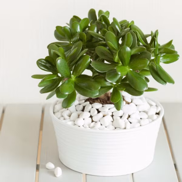 Theo ngũ hành, cây lá ngọc cành vàng thuộc hành kim rất phù hợp với hướng Tây hoặc Tây Bắc. Cây ngọc bích còn có ý nghĩa "chiêu tài" nên rất phù hợp khi chưng ở chỗ máy đếm tiền hoặc quầy thu ngân, trước cửa hàng, lối ra vào để kích hoạt năng lượng tài lộc.