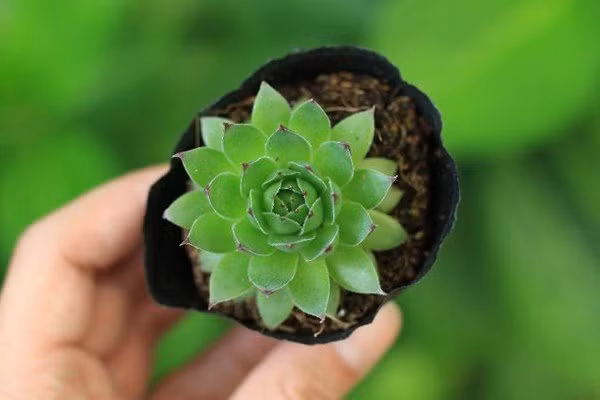  Cây sen đá phật bà: Sen đá được nhắc đến đặc biệt trong phong thủy, mang lại ý nghĩa tài lộc, may mắn cho gia đình. Ngoài ra, sen đá cũng dễ trồng, dễ thích nghi với môi trường sống.